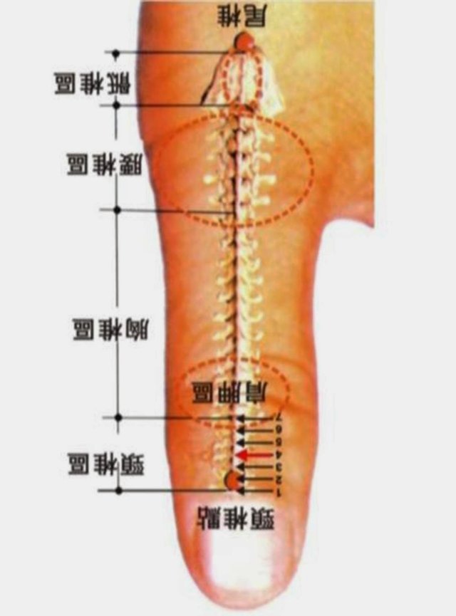 Trị sốt virut gạch phản chiếu cột sống cổ trên ngón tay cái